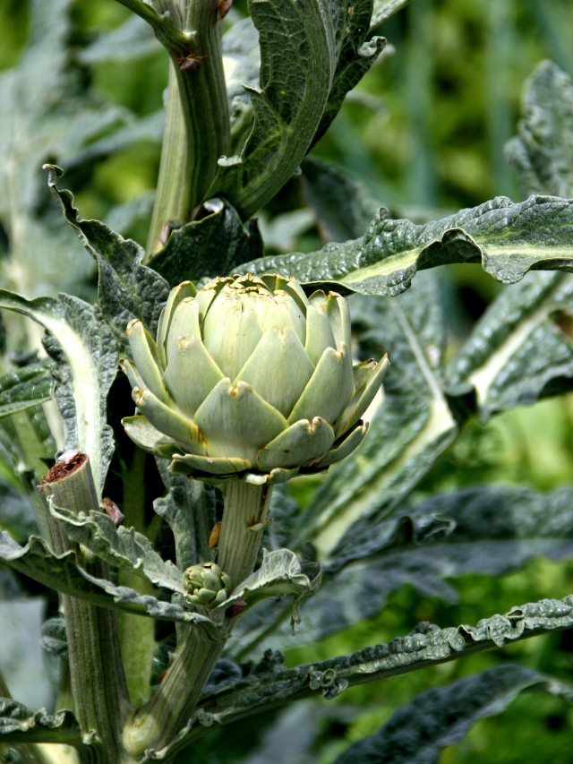 How To Grow Artichokes In Zone 5?