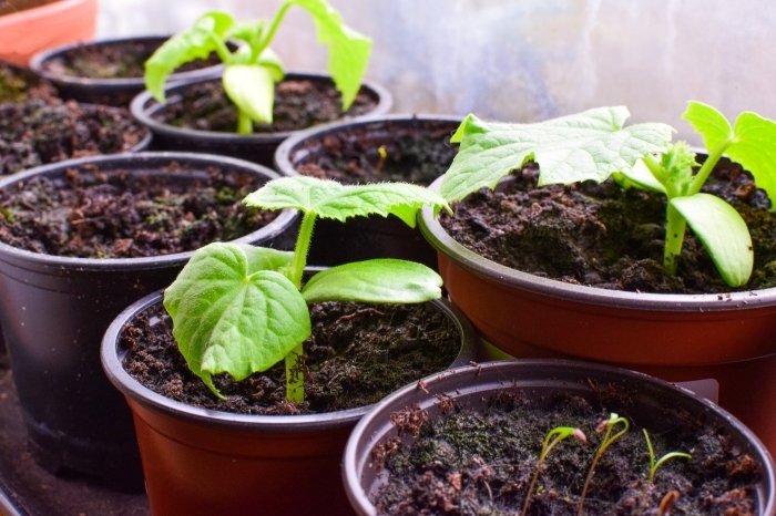 How to Grow Cucumbers in a Pot