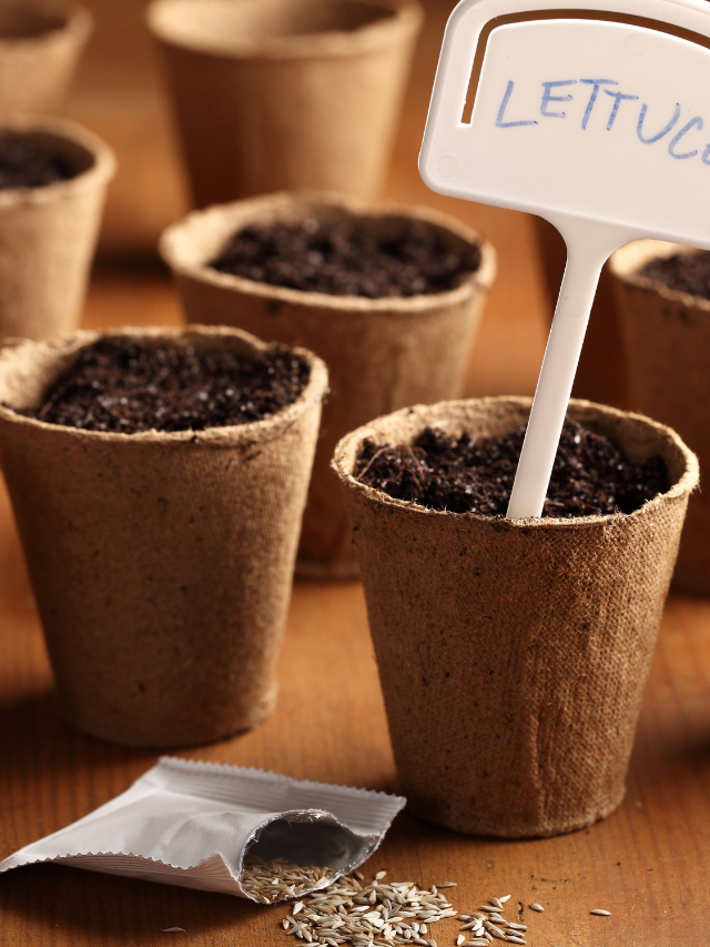 How To Grow Lettuce From Seed