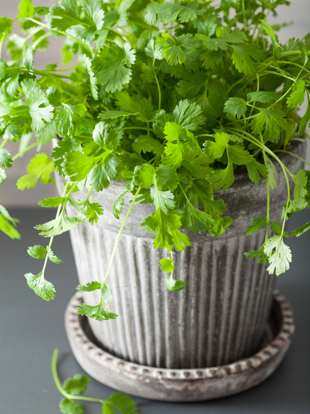How To Plant Cilantro In A Pot