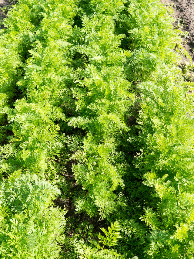 How To Space Your Carrot Plants 1