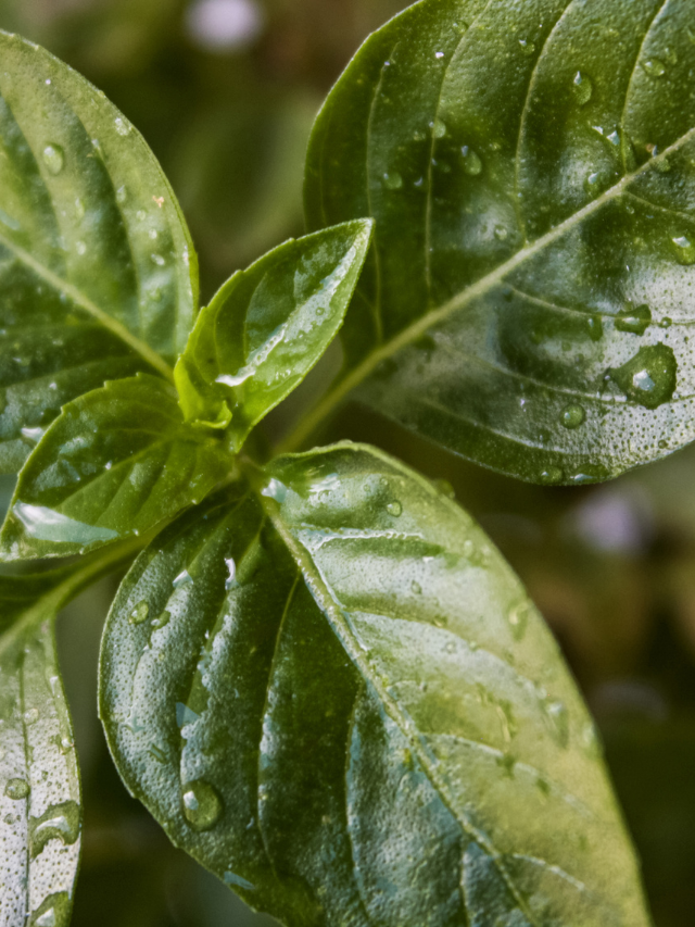 How To Water Basil The Right Way