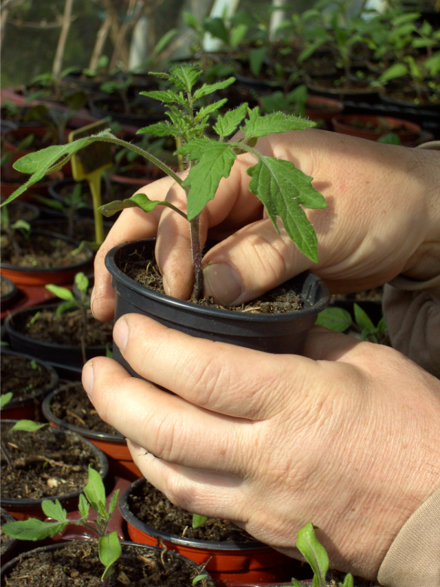 Learn How Super Sweet 100 Tomatoes Can Grow In Pots