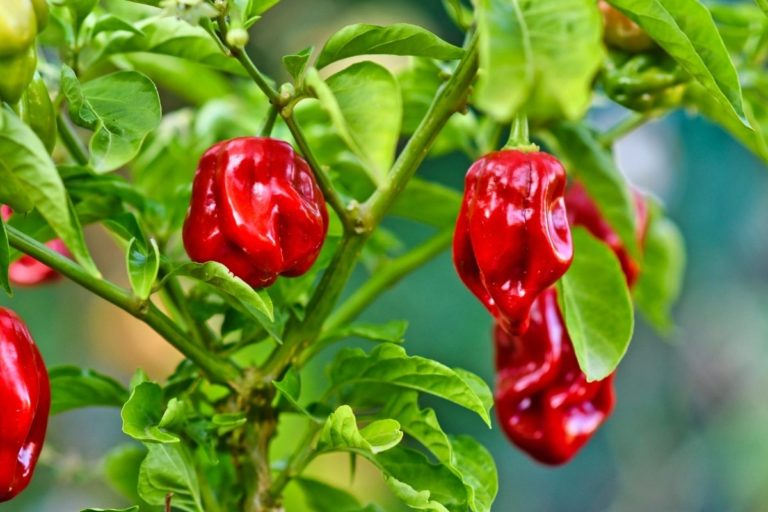 peppers-rotting-on-plant-causes-and-solutions-grower-today