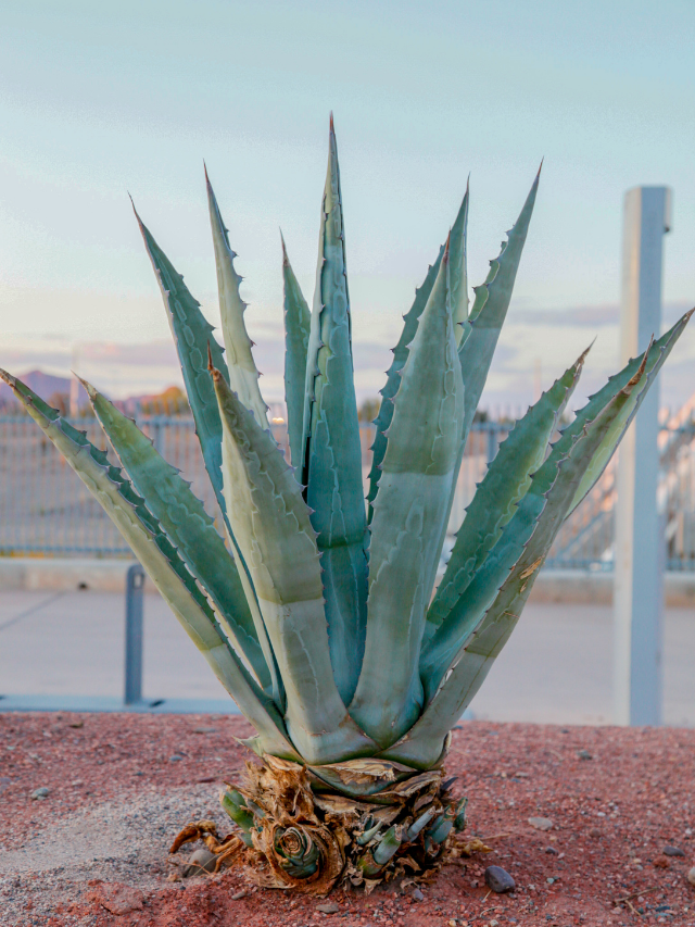 Plants You Should Use For Sandy Soils