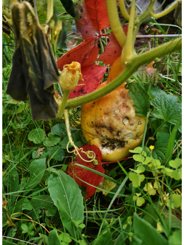 Signs Your Squash Has Gone Bad