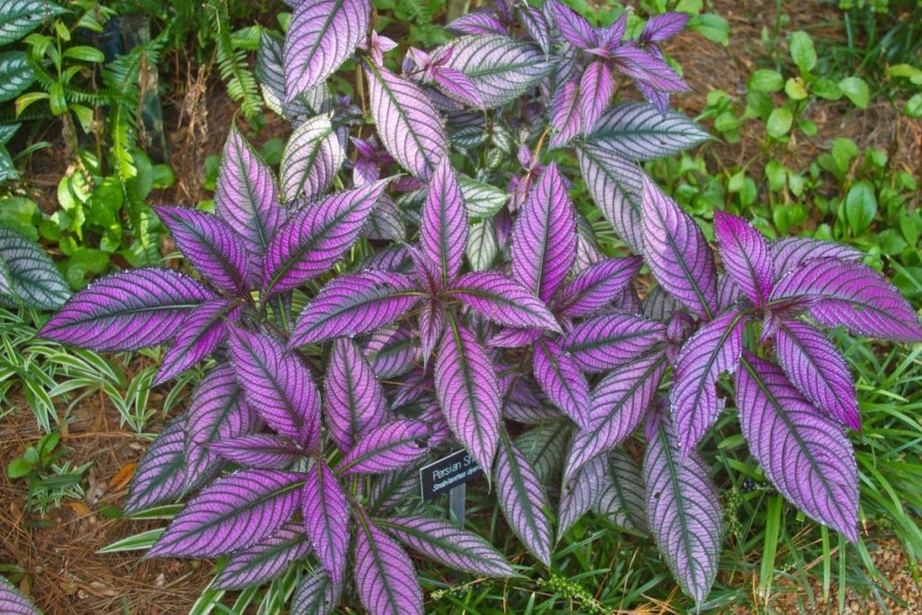 some-interesting-list-of-plant-with-purple-and-green-leaves-grower-today