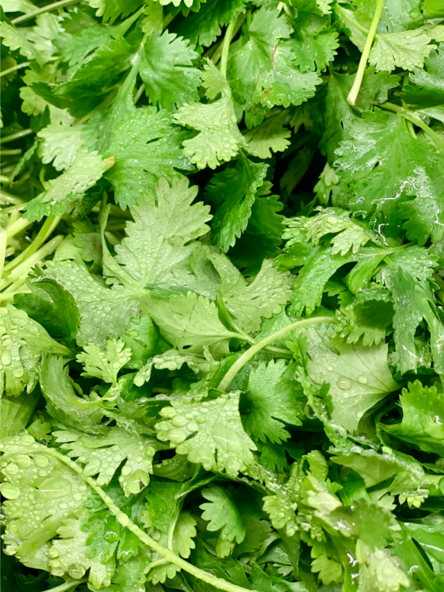 Temperature Tolerance For Cilantro