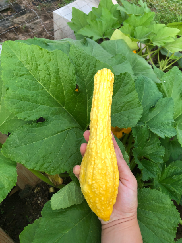 The Best Time To Pick Yellow Squash