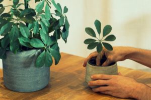 The Different Methods Of Umbrella Plant Propagation