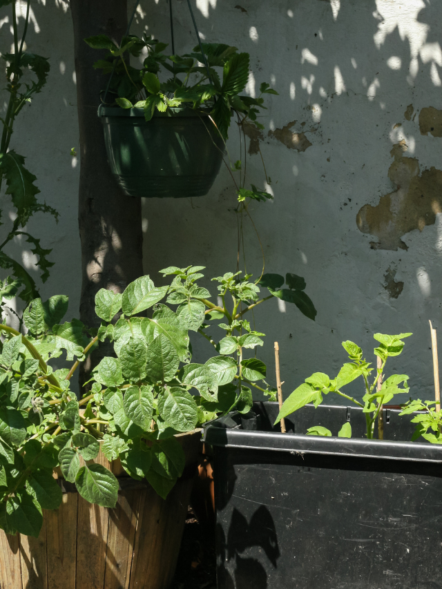 Tips For Growing Cucumbers In A Pot