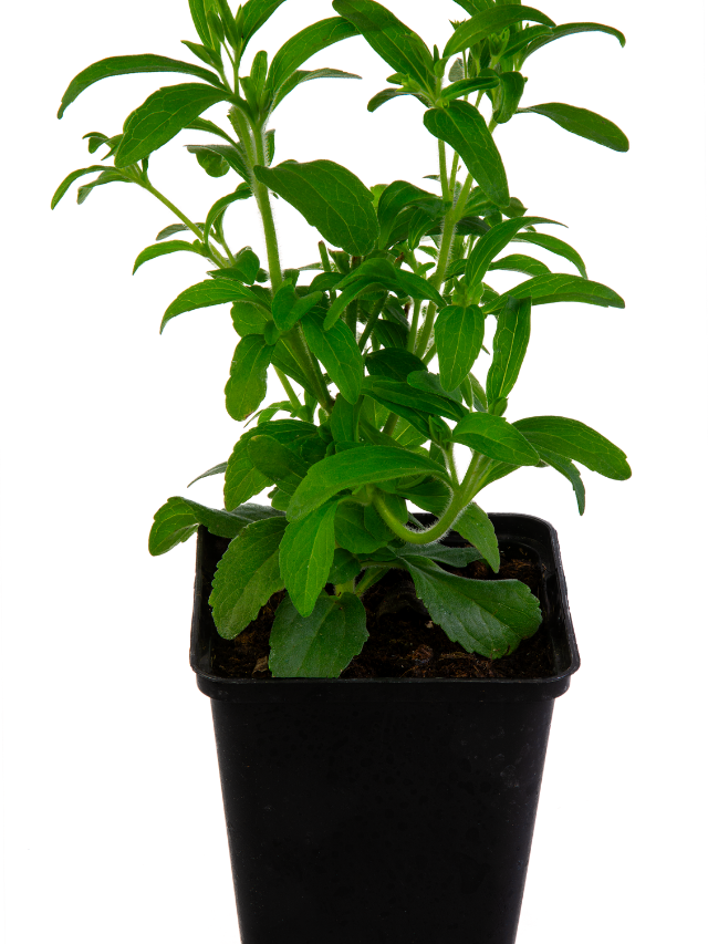 Tips For Growing Zucchini In A Pot