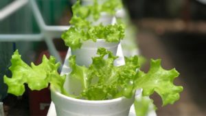 How Long Does It Take For Lettuce To Grow? 