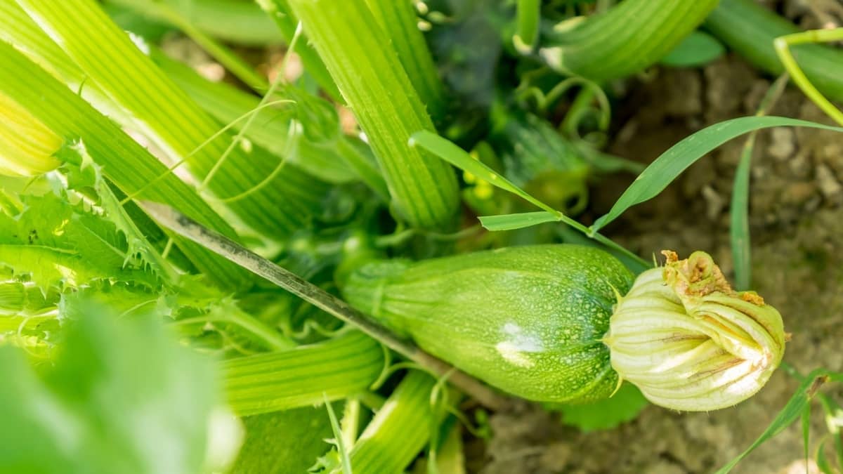 Do Zucchini Plants Climb And Require Support? 