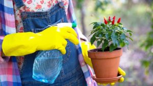 How Much Water Do Peppers Need? 