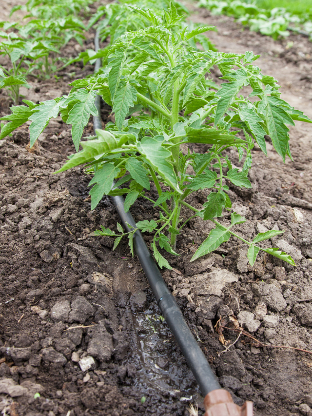 What Drip Irrigation For Growning Tomatoes In Containers?