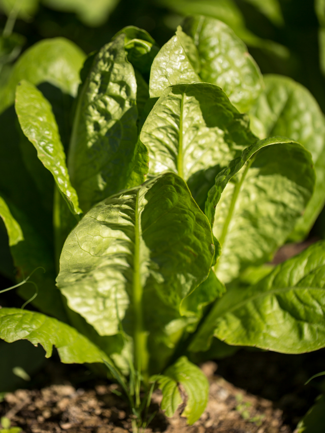 What Family Does Spinach Belong To?