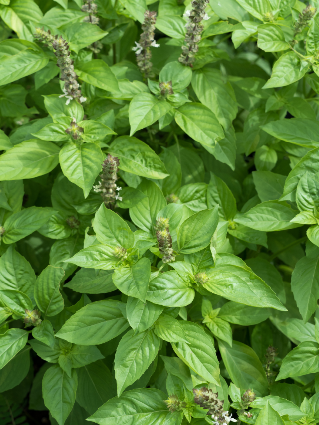 What Is Better - Genovese Basil or Sweet Basil?