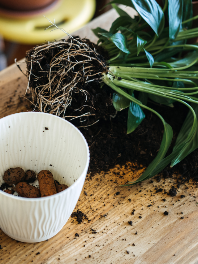 What Is The Best Drainage Material For Potted Plants?