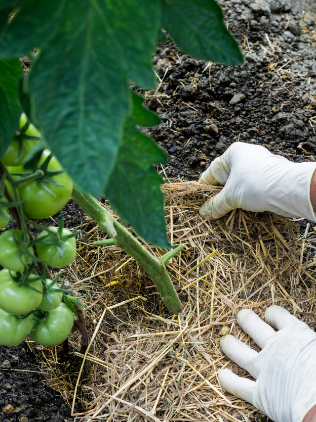 What Is The Best Mulch For Tomatoes And Peppers On The Market?