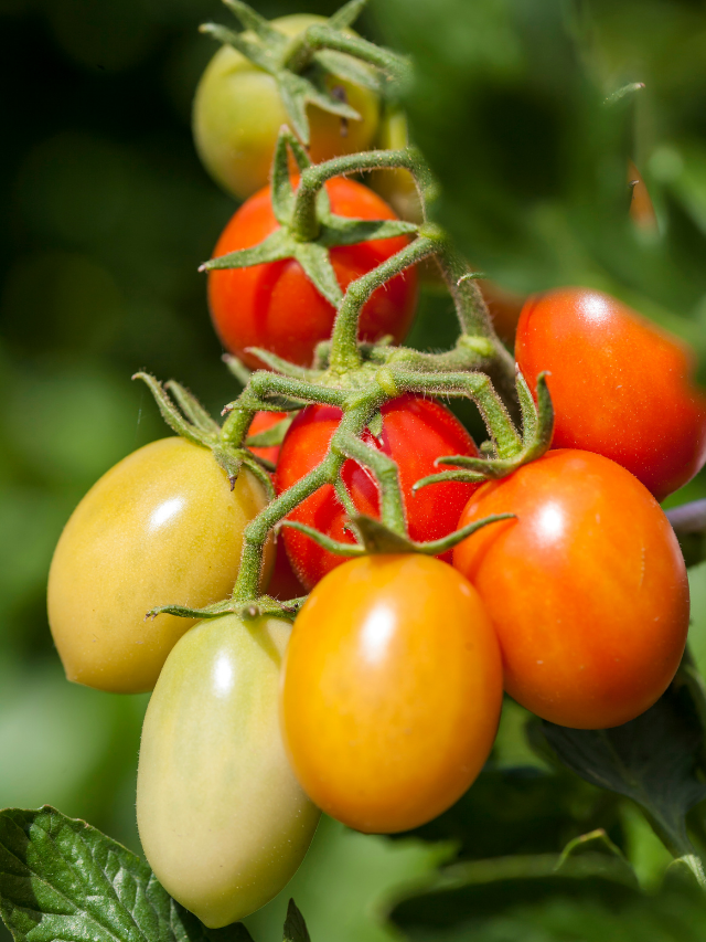 What Is The Difference Between Cherry Tomatoes And Grape Tomatoes?