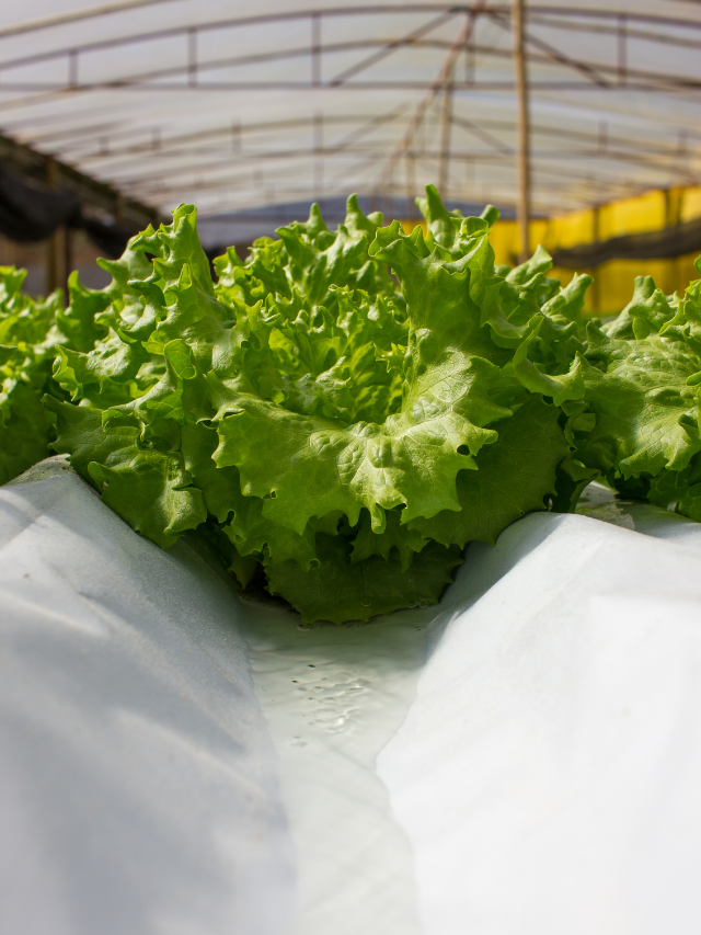 What You Need To Know About Ebb And Flow Hydro Systems