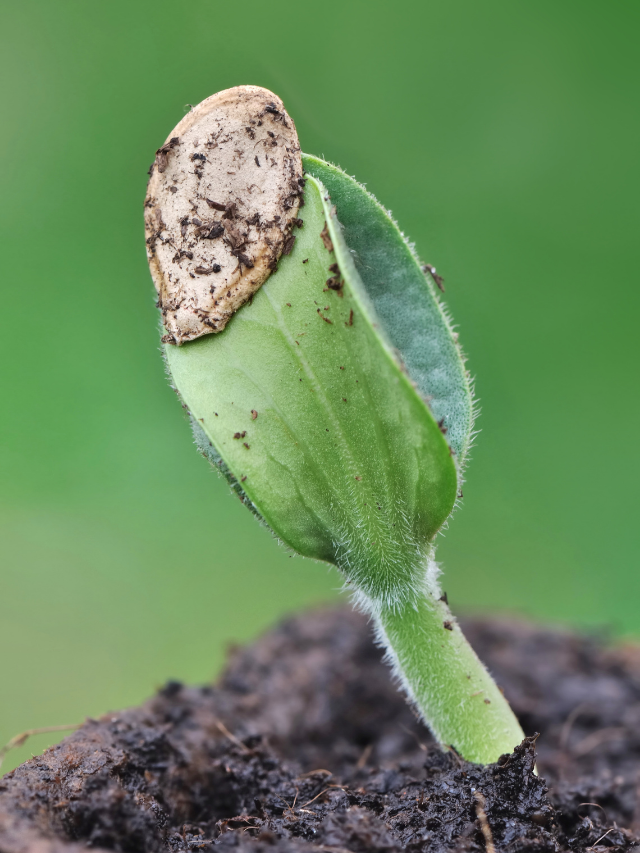 When Does Squash Begin To Germinate?