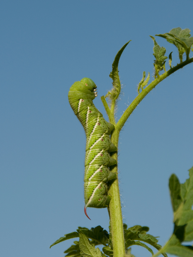 Will A Tomato Worm Bite You?