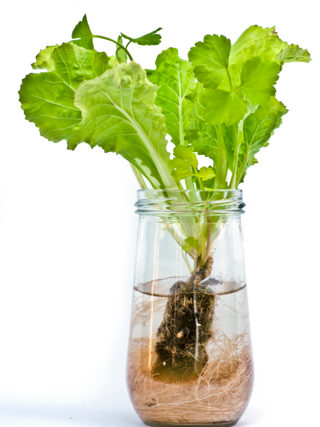 Will Leetuce Grow Back?