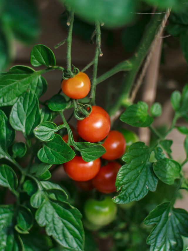Will Tomatoes Grow In Acidic Soil?