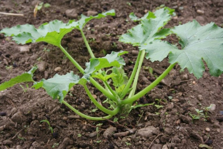 zucchini-plant-not-producing-4-common-reasons-grower-today