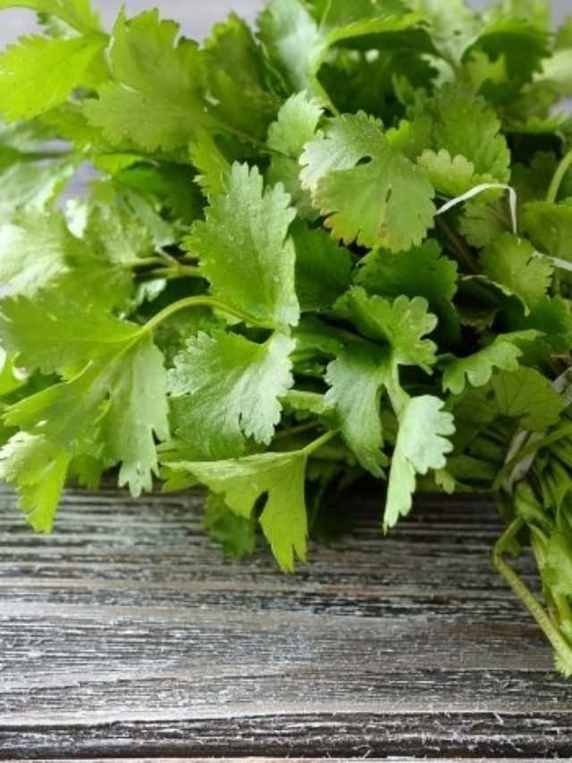 cropped-Cilantro-Vs.-Coriander.jpg