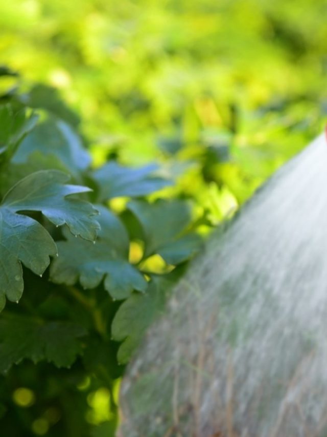 cropped-Get-To-Know-How-Often-To-Water-Cilantro.jpg