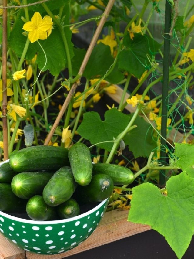 cropped-Get-To-Know-What-Size-Pot-For-Cucumbers.jpg