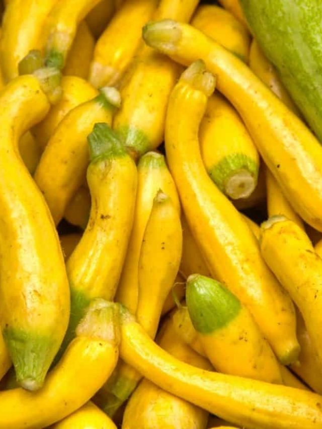 cropped-Growing-Crooked-Neck-Squash.jpg