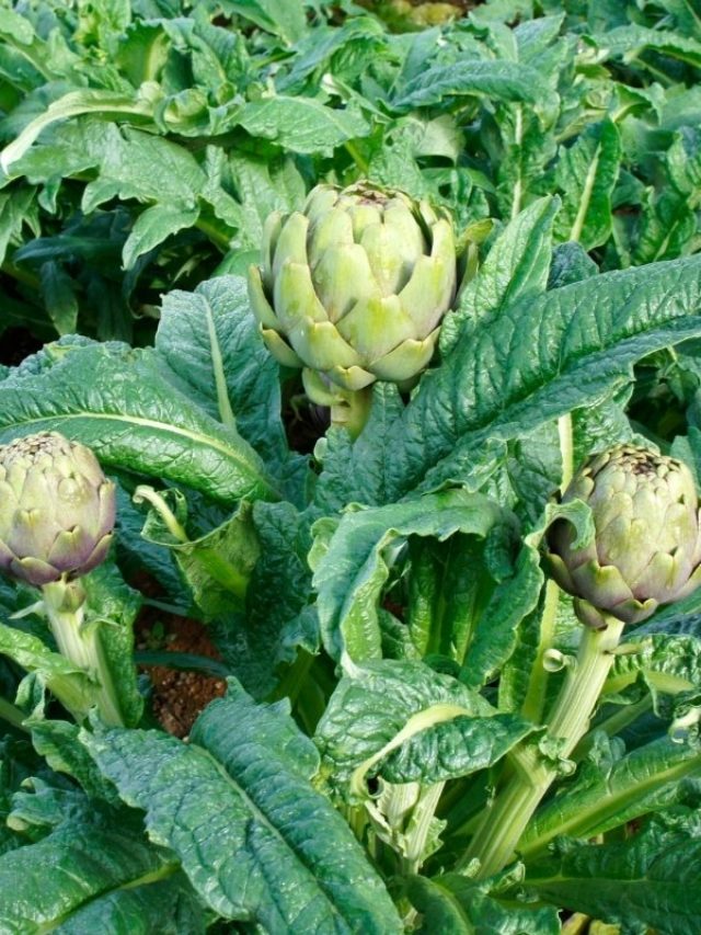 cropped-How-Do-Artichokes-Grow.jpg