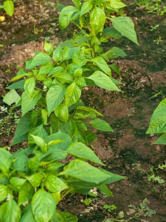 cropped-How-Far-Apart-To-Plant-Green-Peppers.jpg