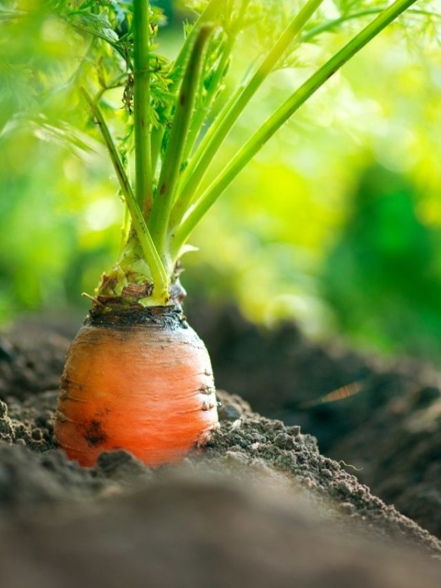 cropped-How-Long-Do-Carrots-Take-To-Grow.jpg