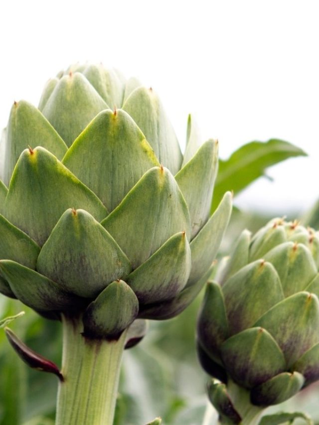 cropped-How-Long-Does-It-Take-To-Grow-Artichoke.jpg