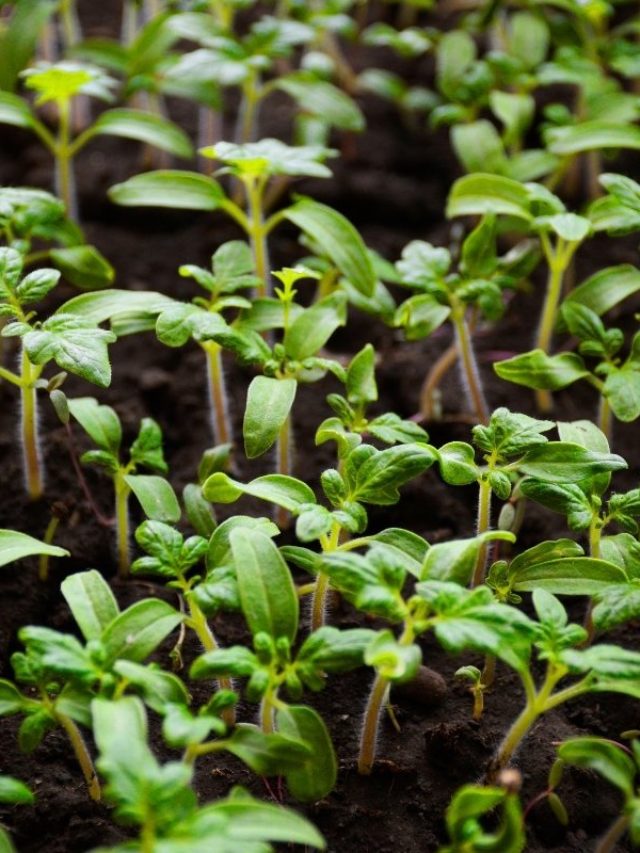 germinating-time-when-growing-tomatoes-grower-today