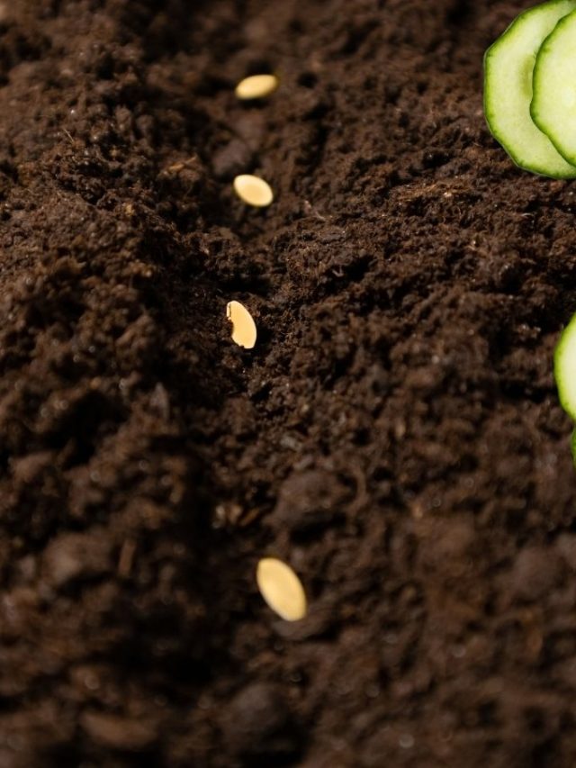 cropped-How-Many-Cucumber-Seeds-Per-Hole-Should-You-Plant.jpg