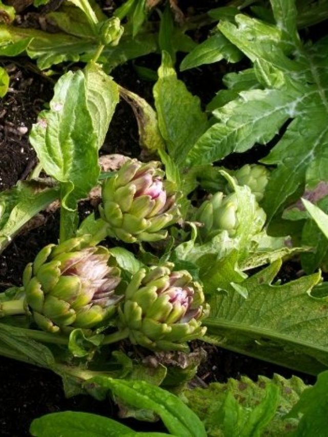cropped-How-To-Grow-Artichokes.jpg