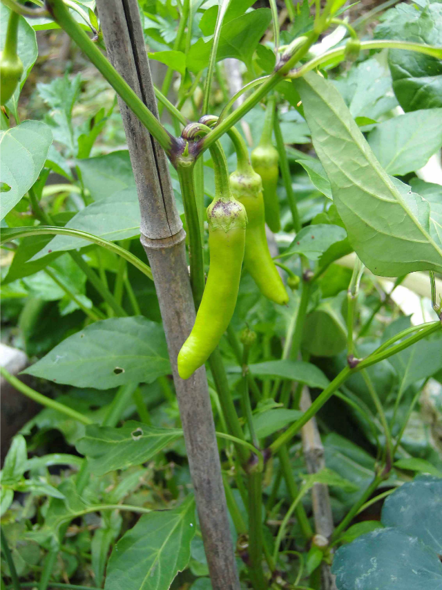 let’s look into growing Hatch chiles pepper.