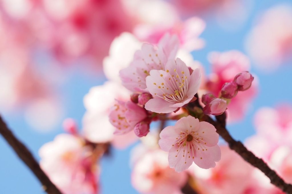 10-facts-about-the-japanese-meaning-of-cherry-blossoms-grower-today