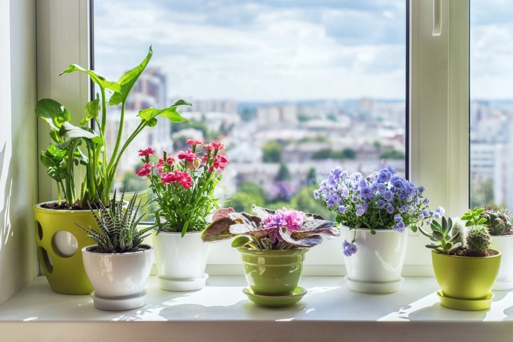 best west facing window plants        
        <figure class=