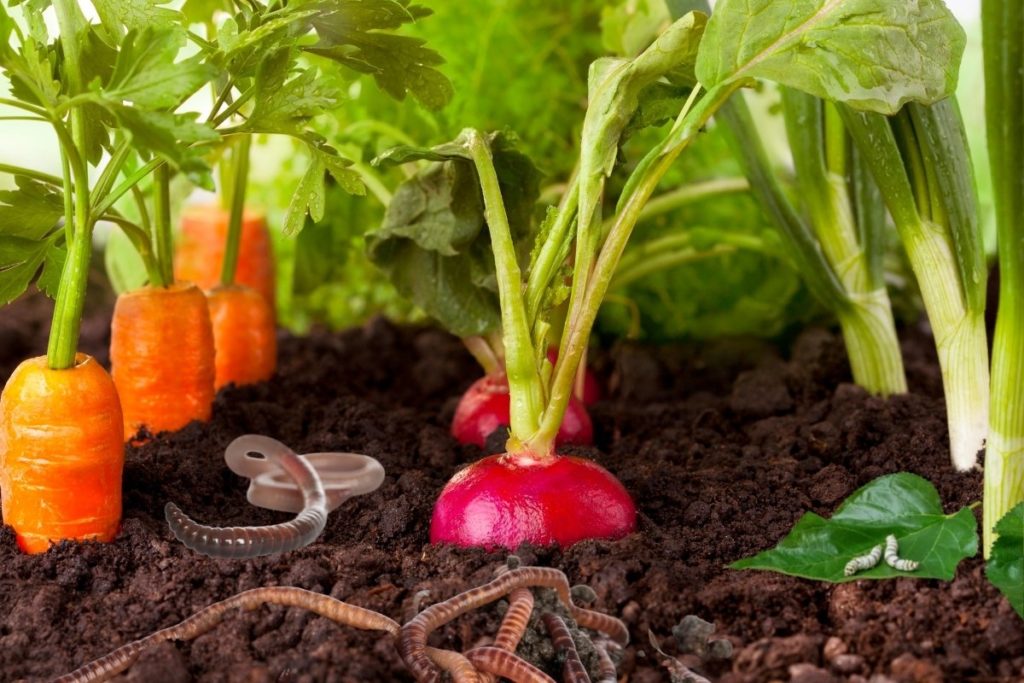 Maak kennis met enkele van de beste wormen voor moestuin vandaag teler