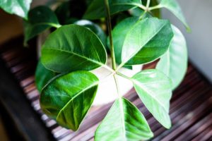 How To Propagate Umbrella Plant