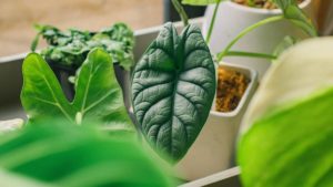 Detailed Information About Alocasia Azlanii