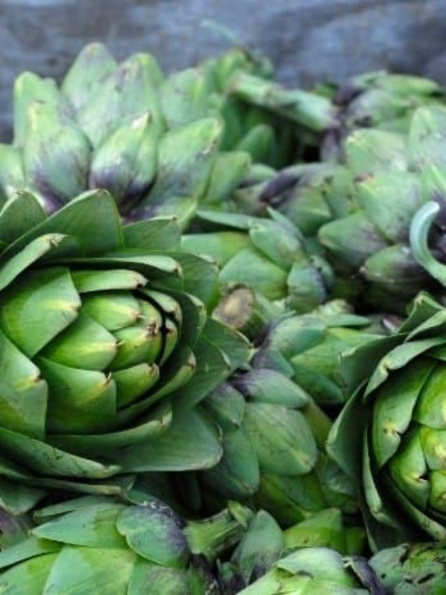 cropped-About-Artichoke-Plants.jpg