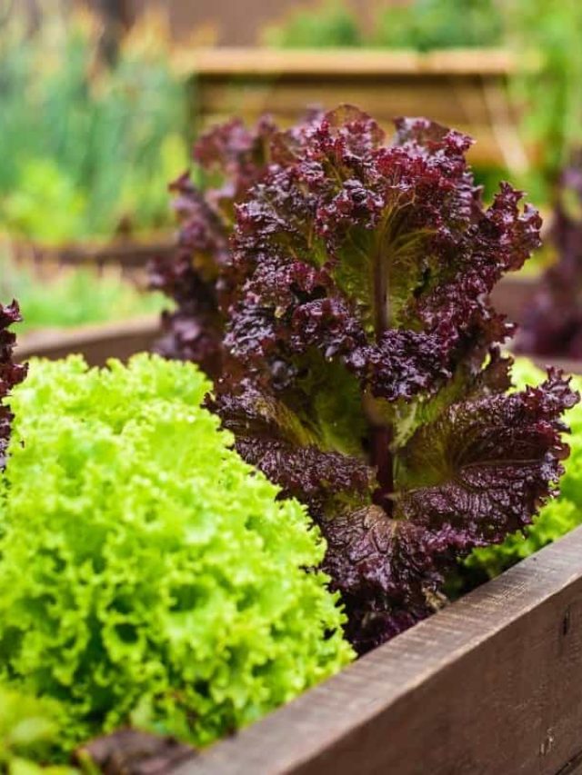 cropped-How-To-Grow-Salad-Bowl-Lettuce-In-Containers.jpg